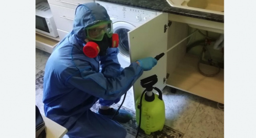 Уничтожение муравьев в квартире. Рославль