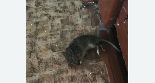 Дезинфекция от мышей в Рославле