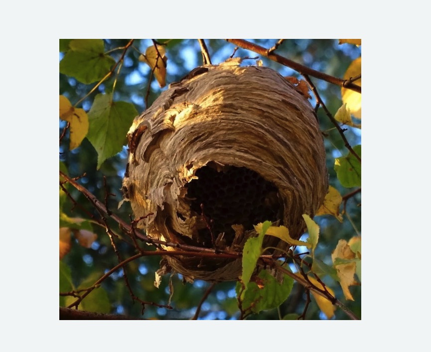 Обработка от шершней в Рославле