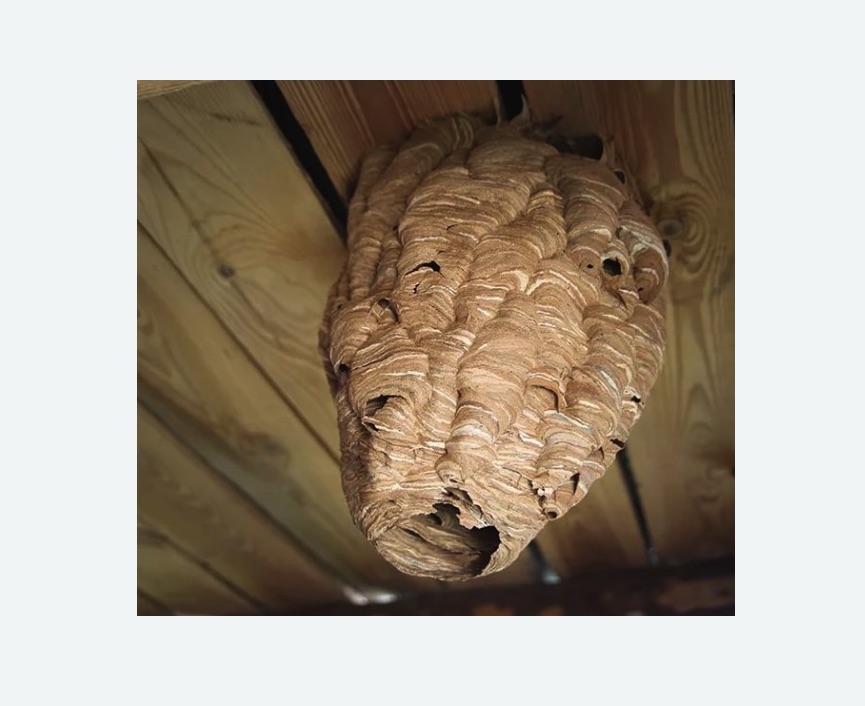 обработка от шершней в Рославле