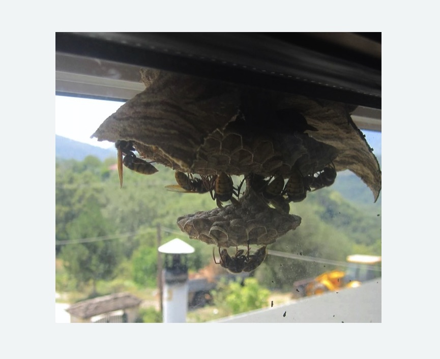 Уничтожение гнёзд шершней в Рославле