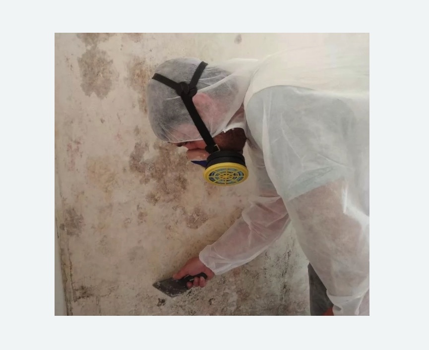 Обработка стен от плесени в Рославле