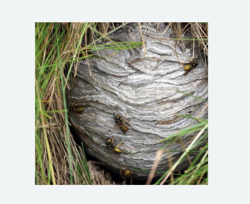 Уничтожение ос и ульев в Рославле